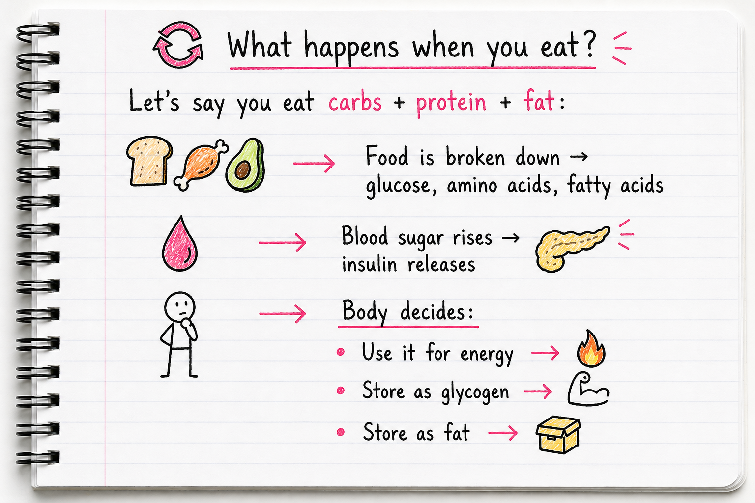What happens when you eat — metabolism illustrated