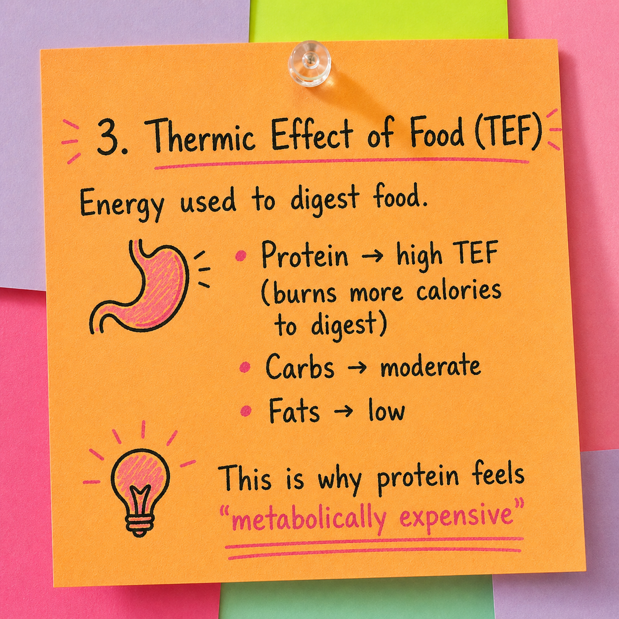 Thermic Effect of Food TEF — illustrated sticky note